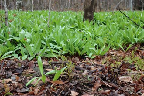 Ramps: How to Forage & Eat Wild Leeks